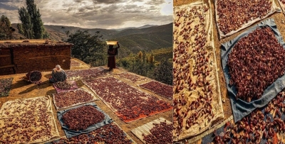 MEYVELERİ KURUTMA ZAMANI
