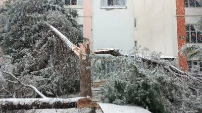 OKUL BAH&Ccedil;ESİNDE AĞA&Ccedil; DEVRİLDİ