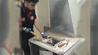 OKULDAKİ MİYAVLAMA İTFAİYEYİ HAREKETE GE&Ccedil;İRDİ