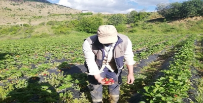ÖNCE DON, SONRA YAĞMUR VURDU
