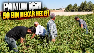 PAMUK İ&Ccedil;İN 50 BİN DEKAR HEDEFİ
