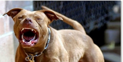 Pitbul ile araç gasp ettiler