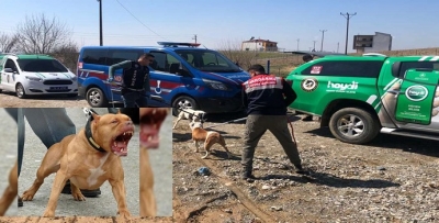PİTBUL SAHİPLERİ SUÇ MAKİNESİ ÇIKTI