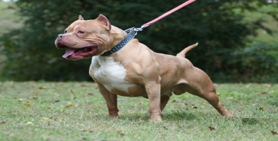 Pitbull besleyene ceza