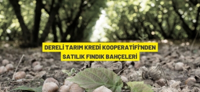 SATILIK FINDIK BAHÇELERİ