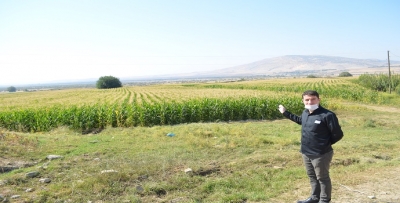Silajlık mısırda hasada doğru