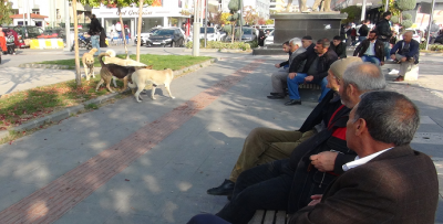 SOKAK HAYVANLARININ TOPLATILMASI ÇAĞRISI