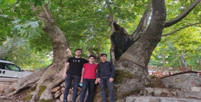 TARİHE MEYDAN OKUYAN AĞAÇLAR