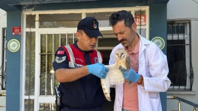 TEDAVİ EDİLEN BAYKUŞ YENİDEN DOĞADA