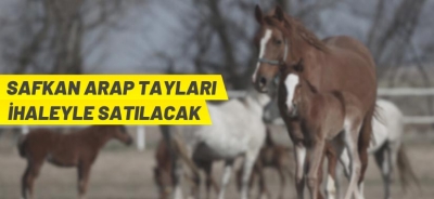 TİGEM’DEN TAY SATIŞI