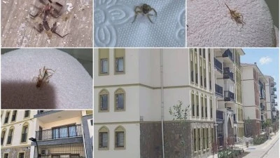 TOKİ SAKİNLERİ FARE VE AKREPLERLE MÜCADELE EDİYOR