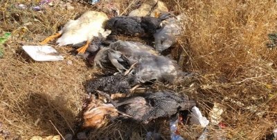 TOKİ'DE KÖPEKLER DEHŞET SAÇTI