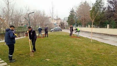 TOPRAKLA BULUŞAN Y&Uuml;ZLERCE FİDAN&hellip;
