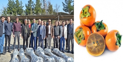 Trabzon Hurması yaygınlaşacak