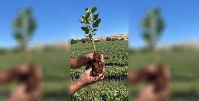 TÜPLÜ FISTIK FİDANI DAĞITILACAK