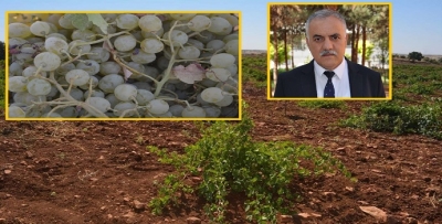 ÜZÜMDEN BATMANA 100 BİN TL’LİK GELİR
