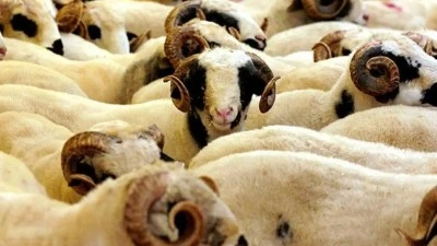 VEKALETLE KURBAN KESMEK NE KADAR OLDU?