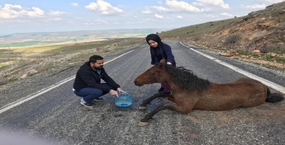 YARALI AT BELEDİYEYE EMANET
