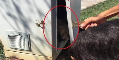 YAZARIMIZ KÖPEK KURTARDI
