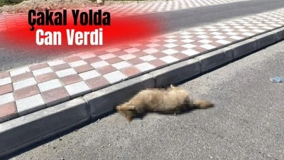 YERLEŞİM YERİNE İNEN &Ccedil;AKAL TELEF OLDU 