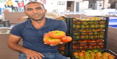 YERLİ DOMATESE İLGİ BÜYÜK